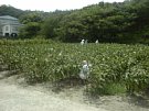 県下初　作業療法の取入れ（農園・花園・畜産・木工・鉄工）